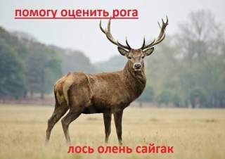 Куплю рога сайгака. лося оленя.