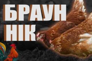 Інкубаційне Яйце Браун Нік (Угорщина)