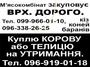 М'ЯСОКОМБІНАТ ЗАКУПОВУЄ ВРХ. ДОРОГО