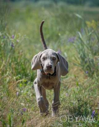 Супер щенки Веймарской легавой(Веймаранер)