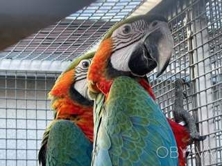 Різні Папуги Ара