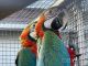 Різні Папуги Ара