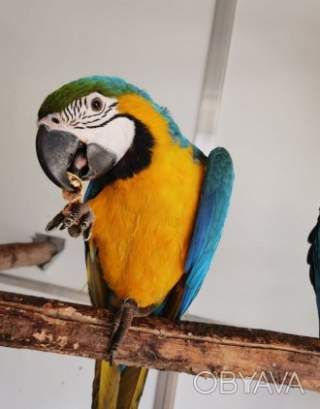 Папуги Ара для вас