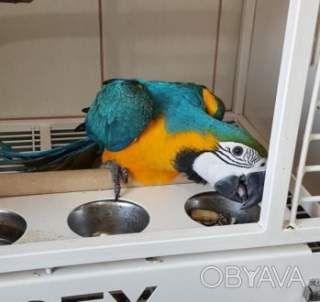 Яскравий папуга Ара