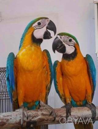 Папуги Ара, які здорові