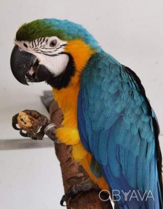 Краса природи папуга Ара