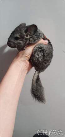 Шиншилята 3 міс