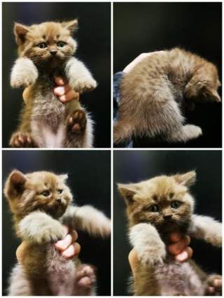 Шотландські кошенята Породисті Scottish Straight Scottish Tabby