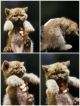 Шотландські кошенята Породисті Scottish Straight Scottish Tabby