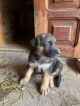 Продам цуценят Німецької вівчарки