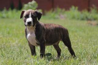 Стаффордширский терьер - друг и защитник