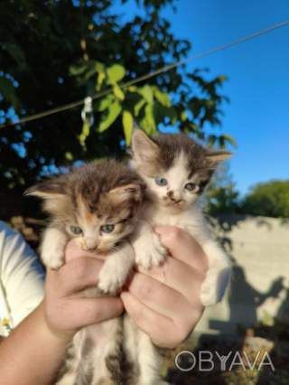 Кошенята в добрі руки, бронь