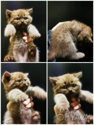 Не дорого! Породисті кошенята, Scottish Straight Scottish Tabby