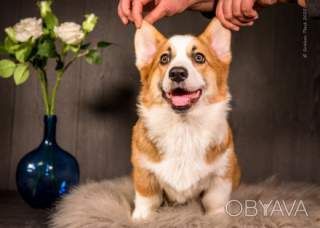 Коргі -цуценята