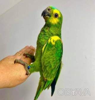Ручной попугай амазон