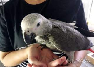 Великолепный попугай жако