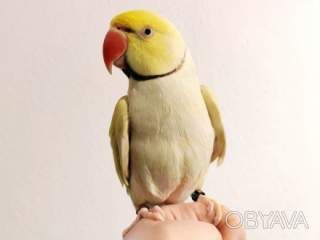 Папуга намистова жовта