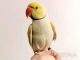 Папуга намистова жовта