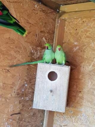 Грайливі малюки ожерелові пташки