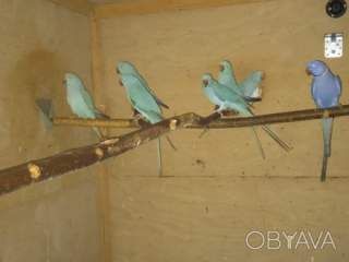 Ожерелові папуги найгарніщі