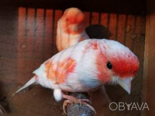 Кенари и канарейки