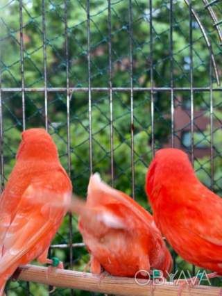 Канарки самці та самки.Клітини та корми