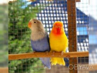 Чарівні компаньйони: папуги нерозлучники чекають вас (фішер, масковий