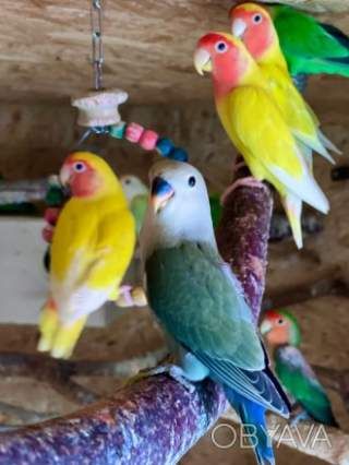 Яскраві друзі для вашої сім'ї: папуги нерозлучники(фішер, масковий