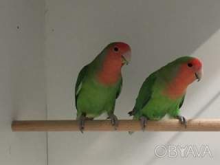 Папуга нерозлучник. Різні кольори