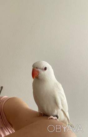 Грайлива гарна намистова папуга