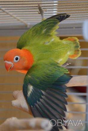 Ручний активний папуга нерозлучник