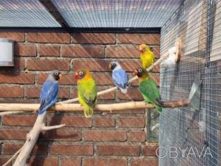 Барвисті папуги: додайте кольору в своє життя! (фішер, масковий