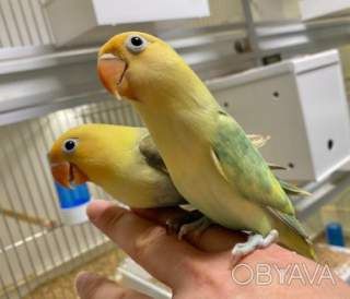 Розмовляючий папуга нерозлучник (фішер, масковий, рожевощокий)