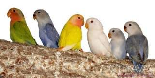 Розмовляючий папуга нерозлучник (фішер, масковий, рожевощокий)