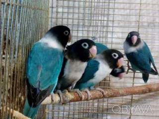 Ручні папуги нерозлучники (фішер, масковий, рожевощокий)