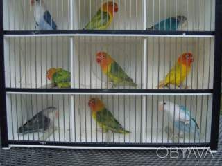 Красиві папуги нерозлучники (фішер, масковий, рожевощокий)