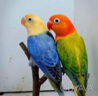 Чарівні папуги нерозлучники чекають вас (фішер, масковий, рожевощокий)