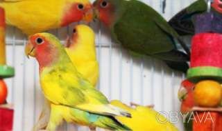 Активні папуги нерозлучники (фішер, масковий, рожевощокий)
