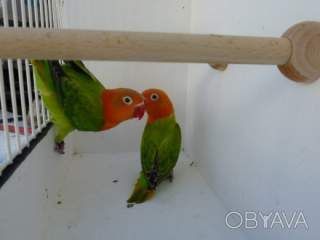 Ручний папуга нерозлучник розмовляючий