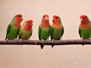 Активні папуги нерозлучники (фішер, масковий, рожевощокий)
