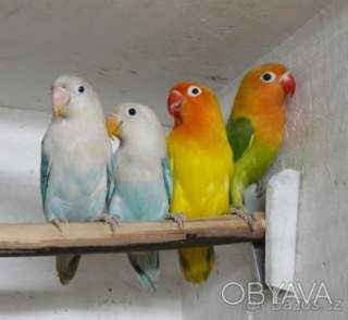 Красиві папуги нерозлучники (фішер, масковий, рожевощокий)