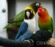 Яскраві грайливі папуги нерозлучники (фішер, масковий, рожевощокий)