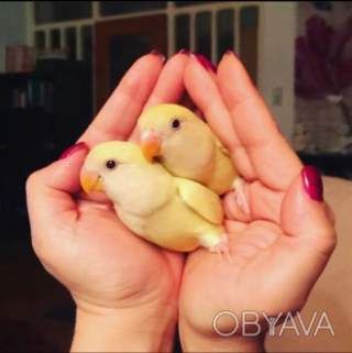 Ручні папуги нерозлучники (фішер, масковий, рожевощокий)