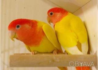 Яскраві грайливі папуги нерозлучники (фішер, масковий, рожевощокий)