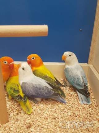Активні папуги нерозлучники (фішер, масковий, рожевощокий)