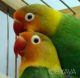 Розмовляючий папуга нерозлучник (фішер, масковий, рожевощокий)