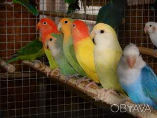 Веселий розмовляючий папуга нерозлучник