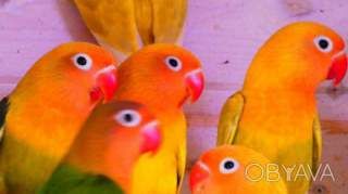 Яскраві грайливі папуги нерозлучники (фішер, масковий, рожевощокий)