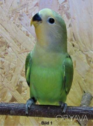 Розмовляючий папуга нерозлучник. Є різні види та забарвлення