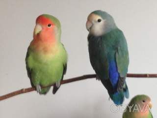 Пташки щастя: обирайте папуг нерозлучників сьогодні! (фішер, масковий